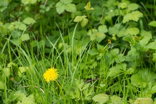 wild growing dandelion flower in overgrown grass setting