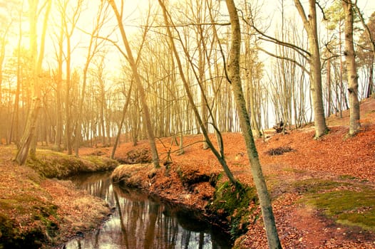 Autumn scenery. Beautiful gold fall in park.