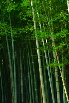 green japanese bamboo in a garden