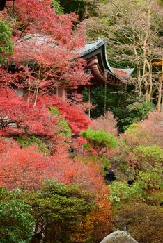 japanese style building with autumn leaves