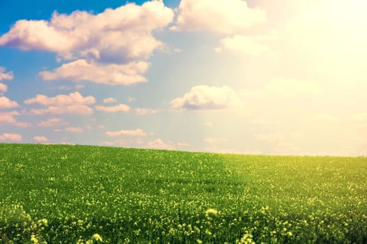 Nature. Green field and blue sunny sky at summer. Summer conceptual image.