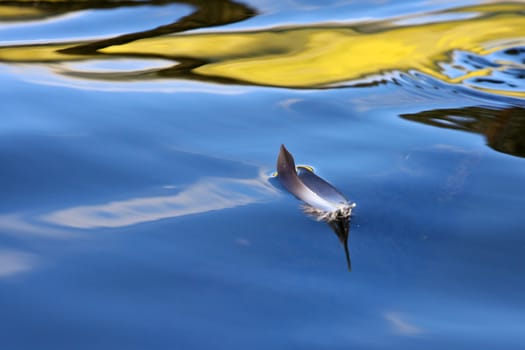 Reflexion on a lake in Denmark with blue colour