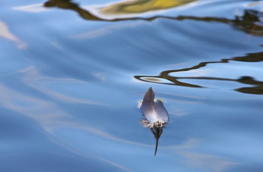 Reflexion on a lake in Denmark with blue colour