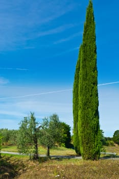 Two Cypress among Olive Trees in Tuscany, Italy