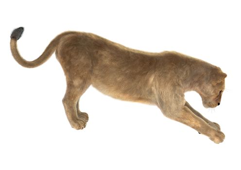3D digital render of a female lion stretching isolated on white background