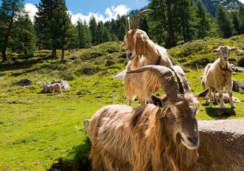Group of mountain goats looking the camera. Alpine landscape in the background
