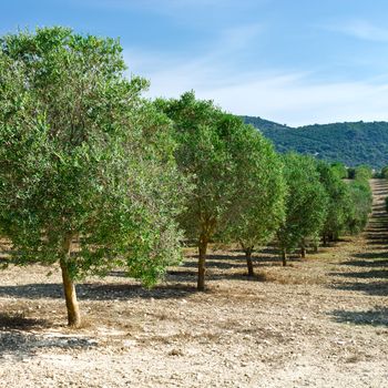 Olive Groves on the Hills in Spain