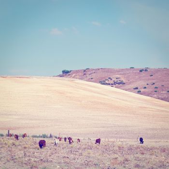 Pasture with Grazing Cows on the Background of Plowed Fields in Spain, Instagram Effect