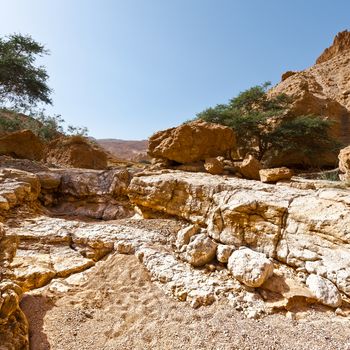 Green Trees in the Rocky Desert Canyon in Spring, Israel