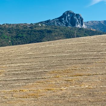 Olive Groves and Plowed Sloping Hills of Spain in the Autumn