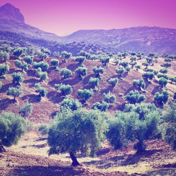 Olive Groves and Plowed Sloping Hills of Spain in the Autumn at Sunset, Instagram Effect
