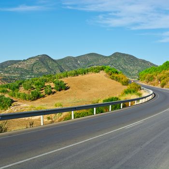 Winding Asphalt Road between the Olive Groves in Spain