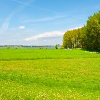 Pasture on the Banks of the Rhine in Holland