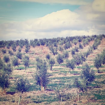 Olive Groves and Plowed Sloping Hills of Spain in the Autumn, Instagram Effect