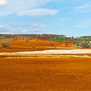 Olive Groves and Plowed Sloping Hills of Spain in the Autumn