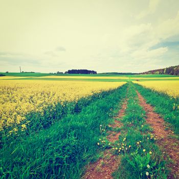 Overgrown Dirt Road Between Fields of Alfalfa in Germany, Instagram Effect