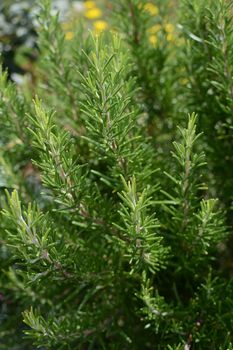 Aromatic green rosemary plant, traditionally used in cooking roast lamb