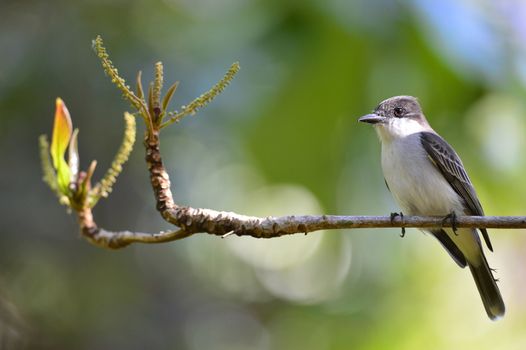 Loggerhead Kingbird (Tyrannus caudifasciatus). Cuba. March