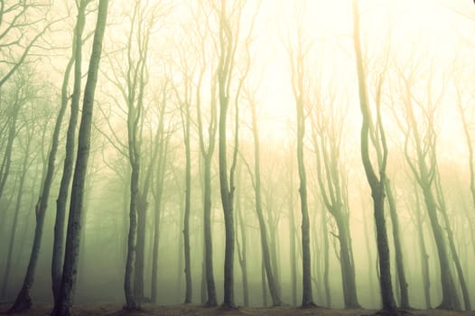 Nature. Fog in dark forest. Vintage instagram picture