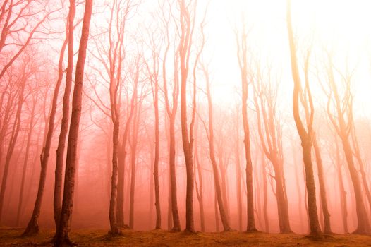 Nature. Fog in dark red forest.