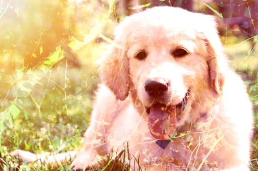 Double exposure picture of cute golden retriever puppy lying on grass.