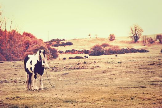 Horse on the herd. Creamy pastel vintage picture.