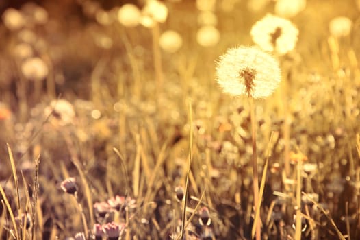 Spring background. Dandelions between grass in vintage colors. 