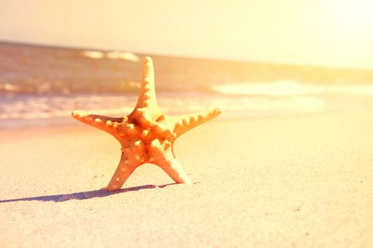 Marine life. Starfish on the sunny beach.