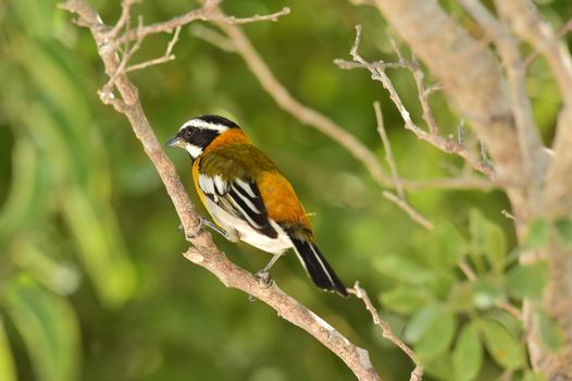 Western Spindalis, Spindalis zena, perched on branch. Stripe-headed Tanager. Cuba