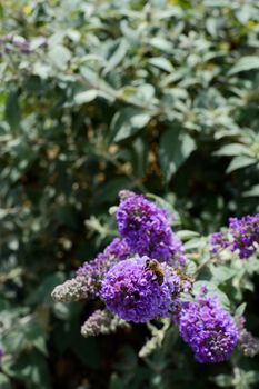 Close-up of a single honeybee on purple buddleia flowers