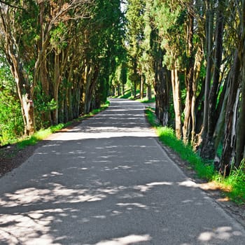 Asphalt Forest Road in Italy