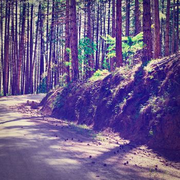 Asphalt Forest Road in Italy, Instagram Effect