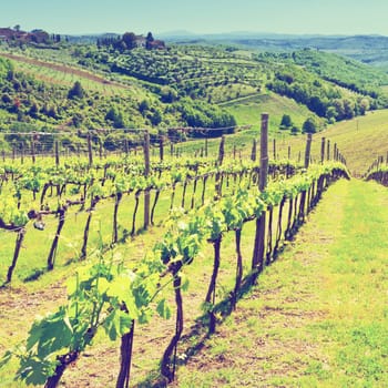 Hills of Tuscany with Vineyards in the Chianti Region, Instagram Effect