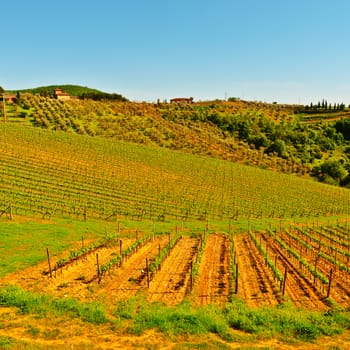 Hills of Tuscany with Vineyards in the Chianti Region