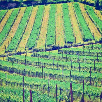 Hills of Tuscany with Vineyards in the Chianti Region, Instagram Effect
