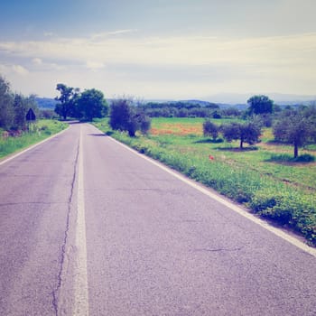 Asphalt Road between Poppy Fields and Olive Groves on the Slopes of the Apennine Mountains in Italy, Instagram Effect