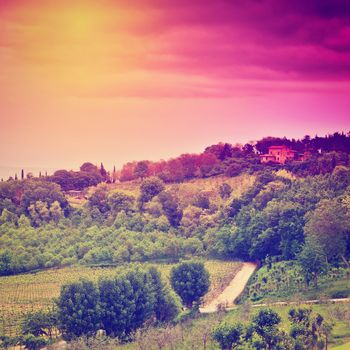 Hill of Tuscany with Vineyard at Sunset, Instagram Effect