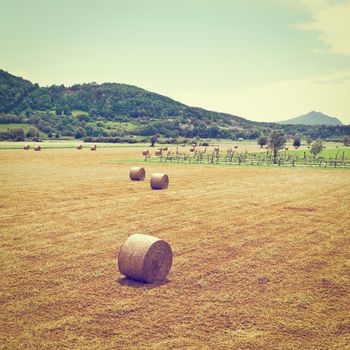 Landscape with Many Hay Bales and Vineyard in Italy, Instagram Effect