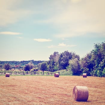 Landscape with Many Hay Bales and Vineyard in Italy, Instagram Effect