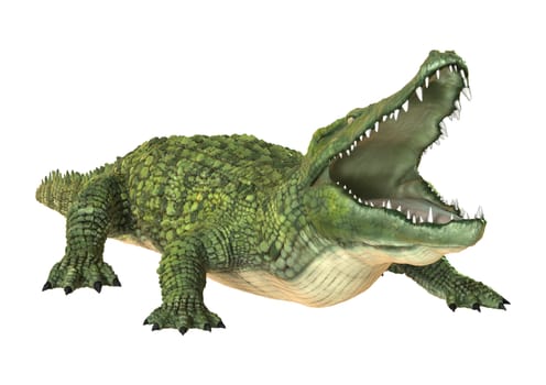 3D digital render of a green crocodile isolated on white background