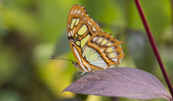 malachite butterfly or siproeta stelenes on green background