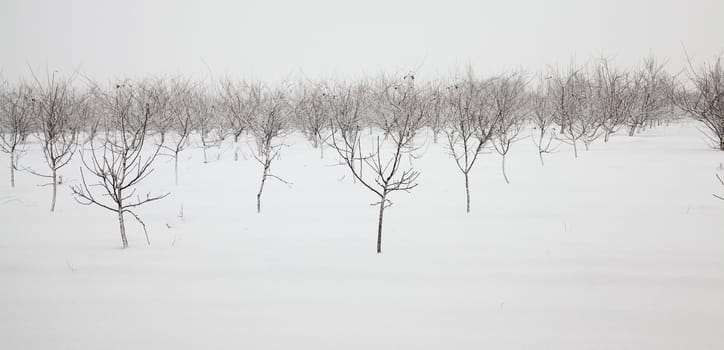 trees growing in the forest in winter