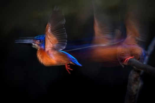 Blue-eared kingfisher Flying Movement.
