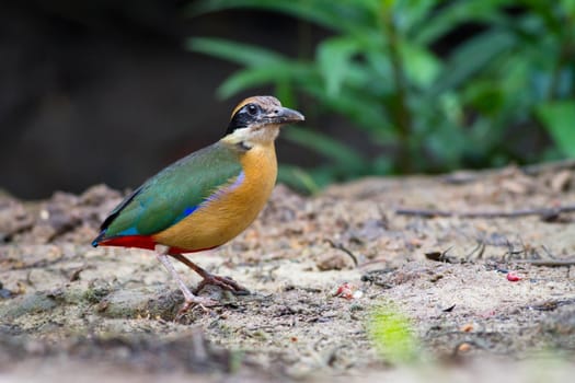 Mangrove Pitta on the ground.