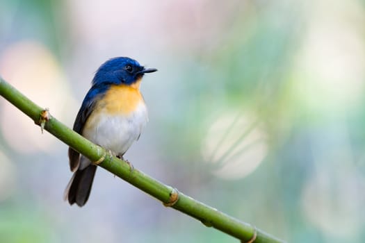 Tickell's Blue Flycatcher alone on branch.