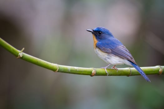 Tickell's Blue Flycatcher alone on bamboo branch.