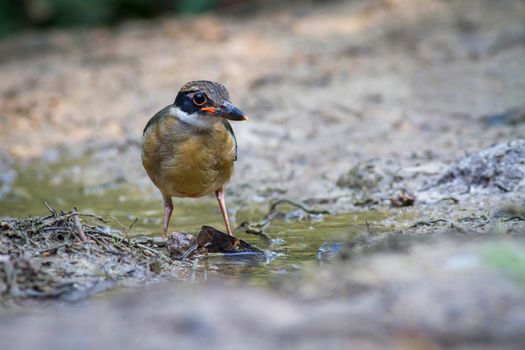 Mangrove Pitta juvenile on the ground.