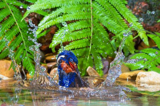 Blue-eared Kingfisher Catching Fish.