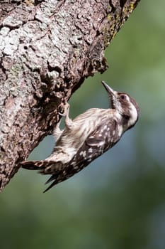 Sunda Pygmy Woodpecker on branch.