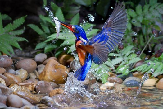 Blue-eared Kingfisher (male) Catching Fish.